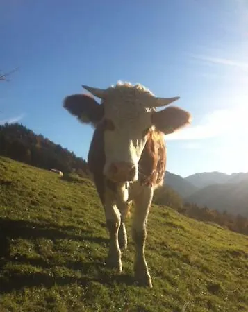 Inselblick * Schliersee